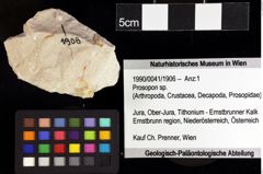 Foto (Objket + Etiketten) von Longodromites sp. 